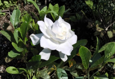 3 Gardenia Jasminoides Rooted Plants 6 Inch White Flowering Cape Jasmine Shrub Live Bush