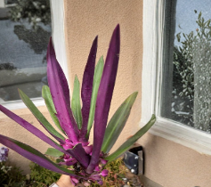 Tradescantia Spathacea Cutting Multicolor Dwarf Oyster Plant Moses in the Cradle