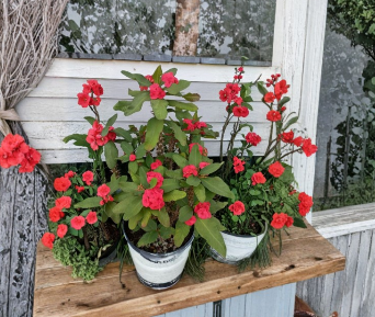 Hot Pink Crown of Thorns Cutting Euphorbia Milii Live Succulent Stem for Propagation 1 Count