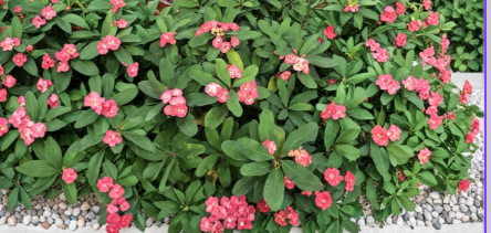 Red Kanok Crown of Thorns Cutting Euphorbia Milii 4 to 5 Inch Unrooted Live Plant Stem for Propagation