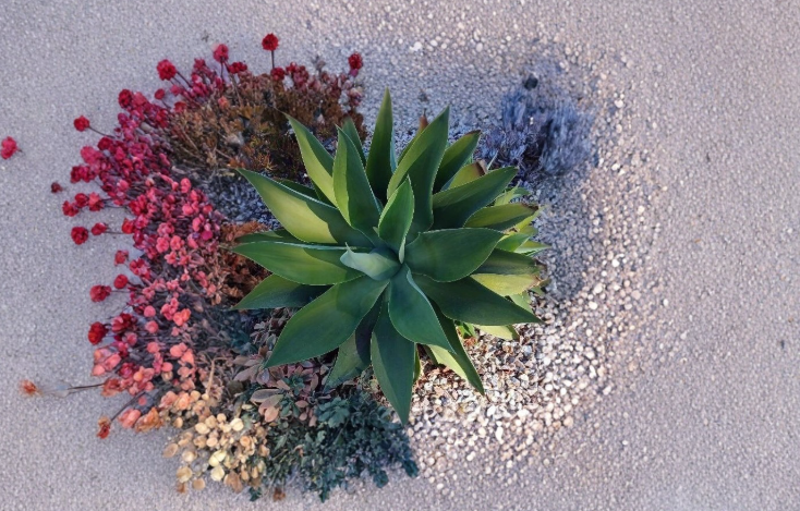 Large Cactus Cutting Live Succulent Plant Segment for Propagation Desert Garden