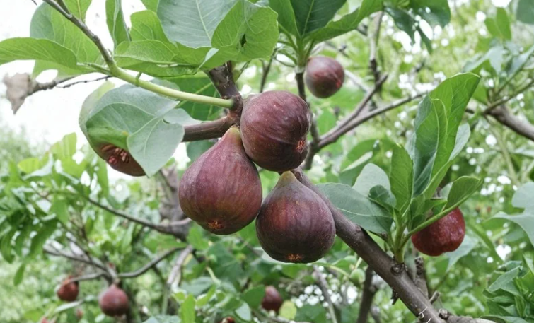 Bensonhurst Purple Fig Cutting Ficus Carica 3 Nodes 8 Inch Fruit Tree Scion for Rooting or Grafting