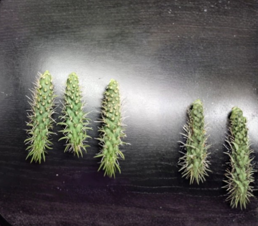 Jumping Cholla Cactus Cylindropuntia fulgida Live Arizona Desert Plant Succulent Outdoor Garden Specimenv