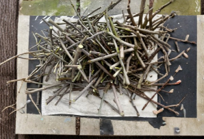 White Pakistan Mulberry Cuttings Morus alba Grafting Scion Wood 7 Count