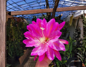 Epiphyllum San Miguel Unrooted Cuttings 8 to 10 Inch Jungle Cactus Live Stems for Propagation