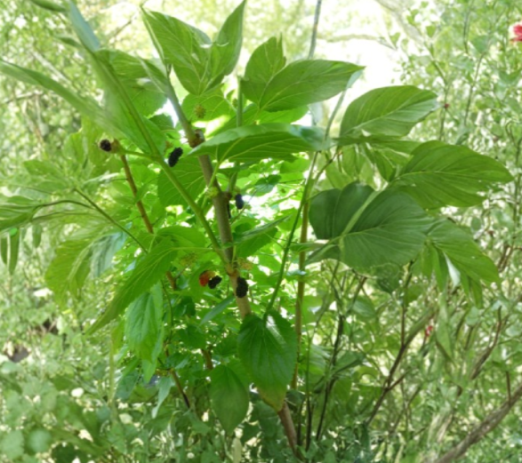 Mulberry Scion Cuttings 5 Count Morus Variety Selected by Seller Grafting Wood for Fruit Tree Propagation