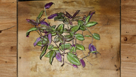 5 Rooted Tradescantia Evanesce Cuttings Live Plant Purple Green Trailing Houseplant Plus Free Bonus Cutting
