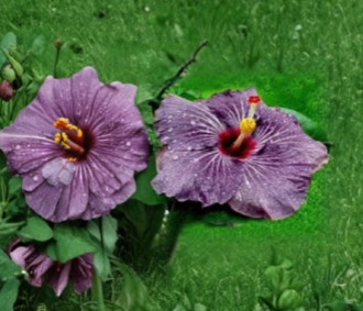 Purple Goddess Hibiscus Cuttings 3 Unrooted Fresh Green Stems Tropical Flowering Plant for Propagation