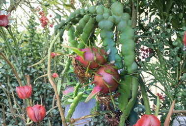 Red Dragon Fruit Condor 2 Cuttings 9-14 Inch Selenicereus Live Cactus Stems for Propagation