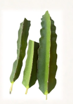 Vietnam White Dragonfruit Cuttings 3 Count Hylocereus Live Cactus Stems for Propagation