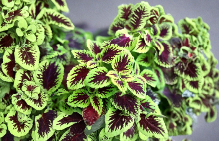 Coleus Live Unrooted Cuttings Set of 10 Tropical Foliage Plant Partial Shade