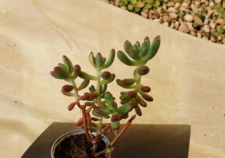 Jelly Bean Sedum Pachyphyllum Succulent Cuttings Set of 5 Unrooted 4 Inch
