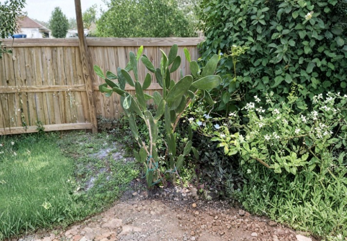 Opuntia Prickly Pear Cutting Napoles Unrooted Cactus Pad for Propagation Drought Tolerant Desert Plant