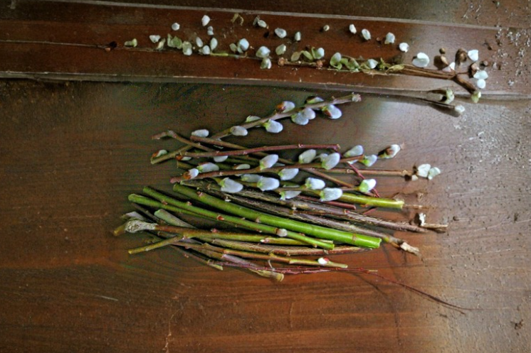White Pussy Willow Cuttings 15 Salix Discolor 6 Inch Tree Stems for Rooting Landscape Plant