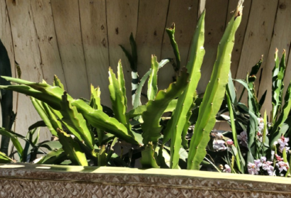 Dragon Fruit Fresh Cuttings Pitaya Cactus 5 Pieces Ready to Plant Hylocereus