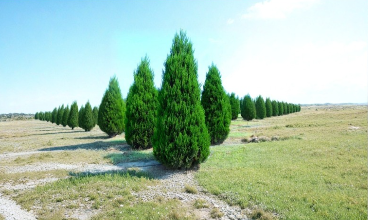 20 Eastern Red Cedar Cuttings Juniperus Virginiana 6-8 Inch Evergreen Tree Stems for Rooting Landscape Plant