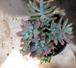 Pachyveria Blue Pearl Succulent Cuttings 3 Unrooted Rosettes 2 Inch Diameter