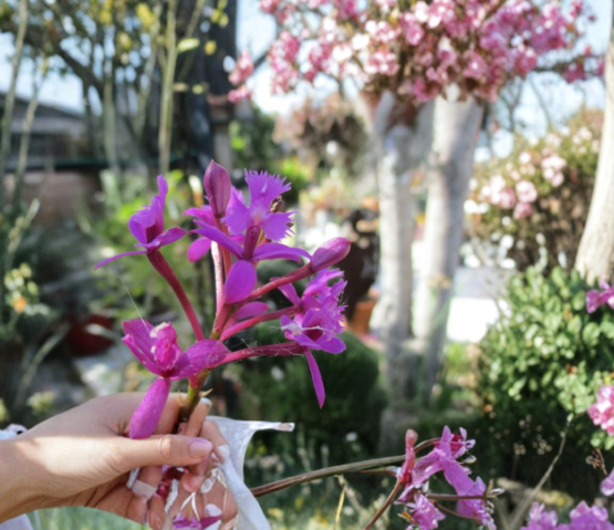 Epidendrum Orchid Purple Red White 2 Keiki Cuttings Air Roots Live Tropical Flower Plant for Propagation