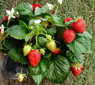 10 Fort Laramie Everbearing Strawberry Bare Roots Fragaria Live Plants Cold Hardy Garden Berry