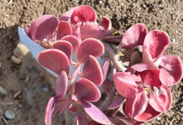 Senecio Jacobsenii Trailing Jade Succulent Cuttings 3 Unrooted Stems for Planting