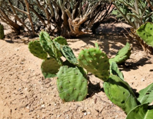 Opuntia humifusa Eastern Prickly Pear Cactus Pad Cutting New York Form