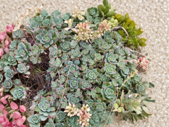 4 Aeonium Kiwi Succulent Cuttings 8 Inch Unrooted Variegated Rosette Plant for Propagation