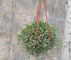Ruby Necklace Othonna Capensis Live Hanging Succulent Trailing Plant