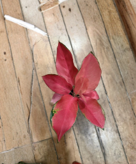 Pink Siam Aglaonema Chinese Evergreen Unrooted Plant Cuttings Tropical Houseplant