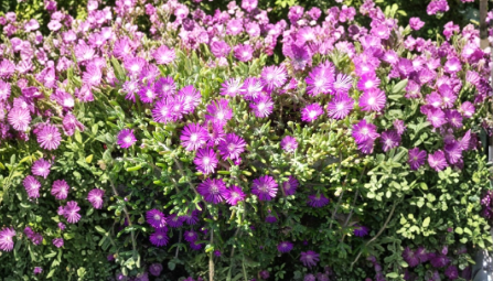 Creeping Ice Plant Purple Pink Ground Cover Succulent Cuttings Delosperma cooperi