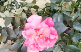 Light Red Camellia Cuttings 8 Stem Set Live Camellia Shrub Stems for Rooting or Grafting