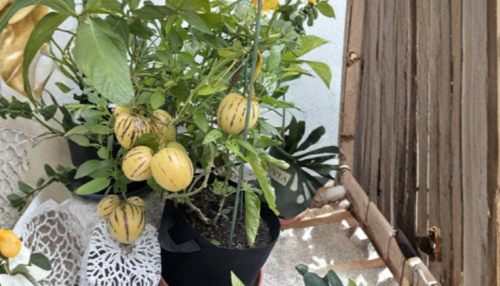 10 Pepino Melon Cuttings Solanum Muricatum Fresh Unrooted Stems for Propagation