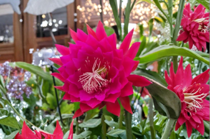 Pink Epiphyllum Orchid Cactus Live Plant Queen of the Night Type Night Blooming Cactus
