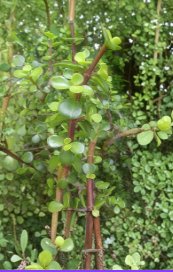 Elephant Jade Bush Succulent Cuttings 3 Count 5 to 6 Inch Portulacaria Afra Plant for Rooting