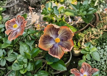 Black Pearl Hibiscus 2 Unrooted Cuttings Live Tropical Flowering Plant Dark Foliage Variety for Propagation