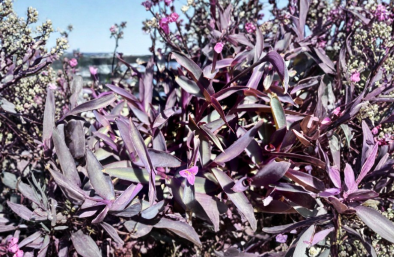 Purple Heart Tradescantia Pallida Purpurea Cuttings 8 Count Unrooted Organic Trailing Indoor Outdoor Plant