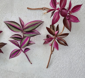 Tradescantia Quadricolor Cuttings 3 Unrooted Variegated Pink Green White Trailing Plant