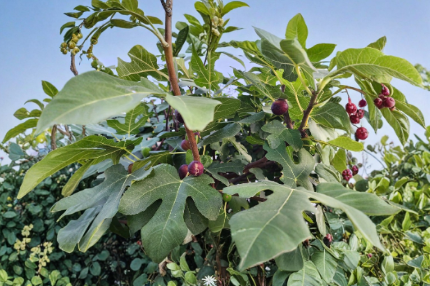 Italian Ponza Fig Tree Cuttings 6 Count Ficus Carica Unrooted Scion Wood for Propagation