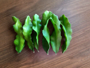 10 Pink Flesh Dragon Fruit Cactus Cuttings 8 Inch Plus Selenicereus Undatus Live Fruit Plant for Propagation