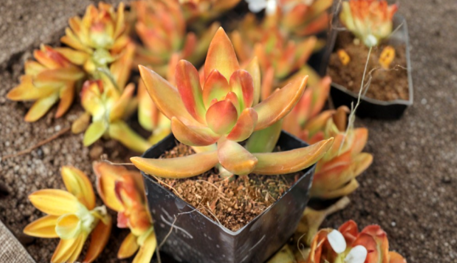 Sedum Adolphi Firestorm 3 Inch Cutting Coppertone Stonecrop Succulent Plant