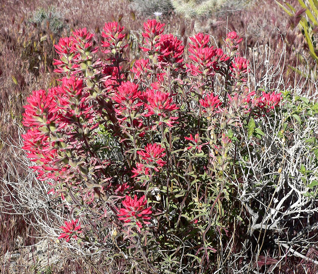 500 Castilleja angustifolia v. dubia Seeds | Northwestern Indian Paintbrush | Native Perennial Wildflower for Pollinators