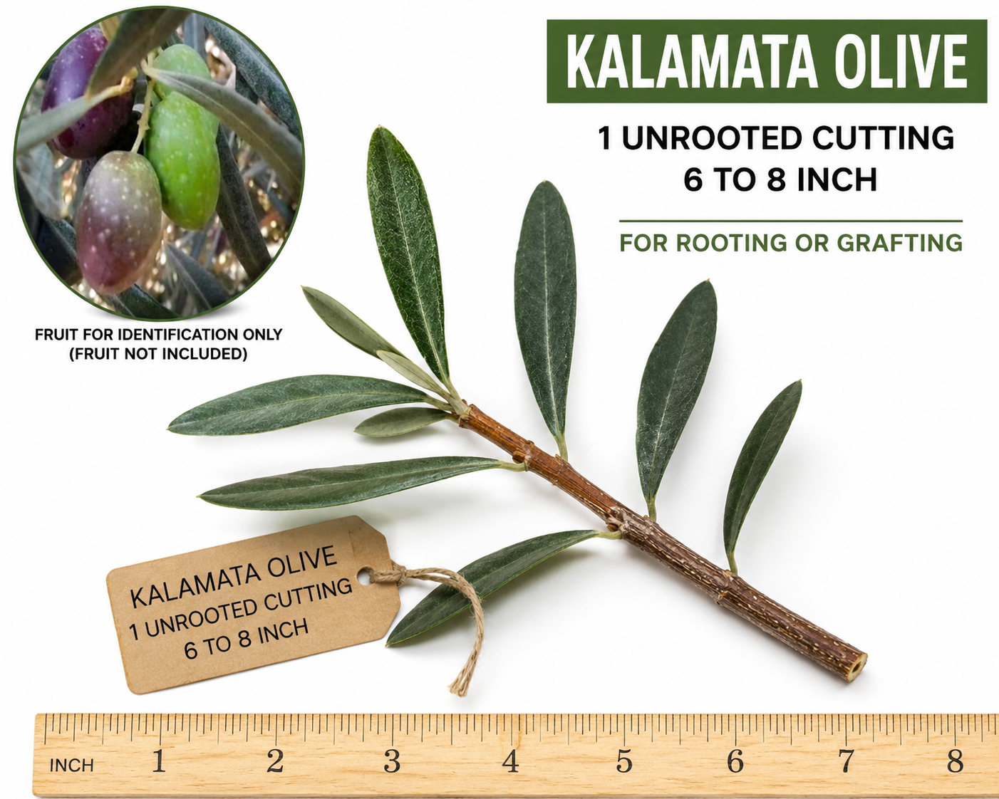 Kalamata Olive 1 Unrooted Cutting – 6 to 8 Inch – Olea europaea