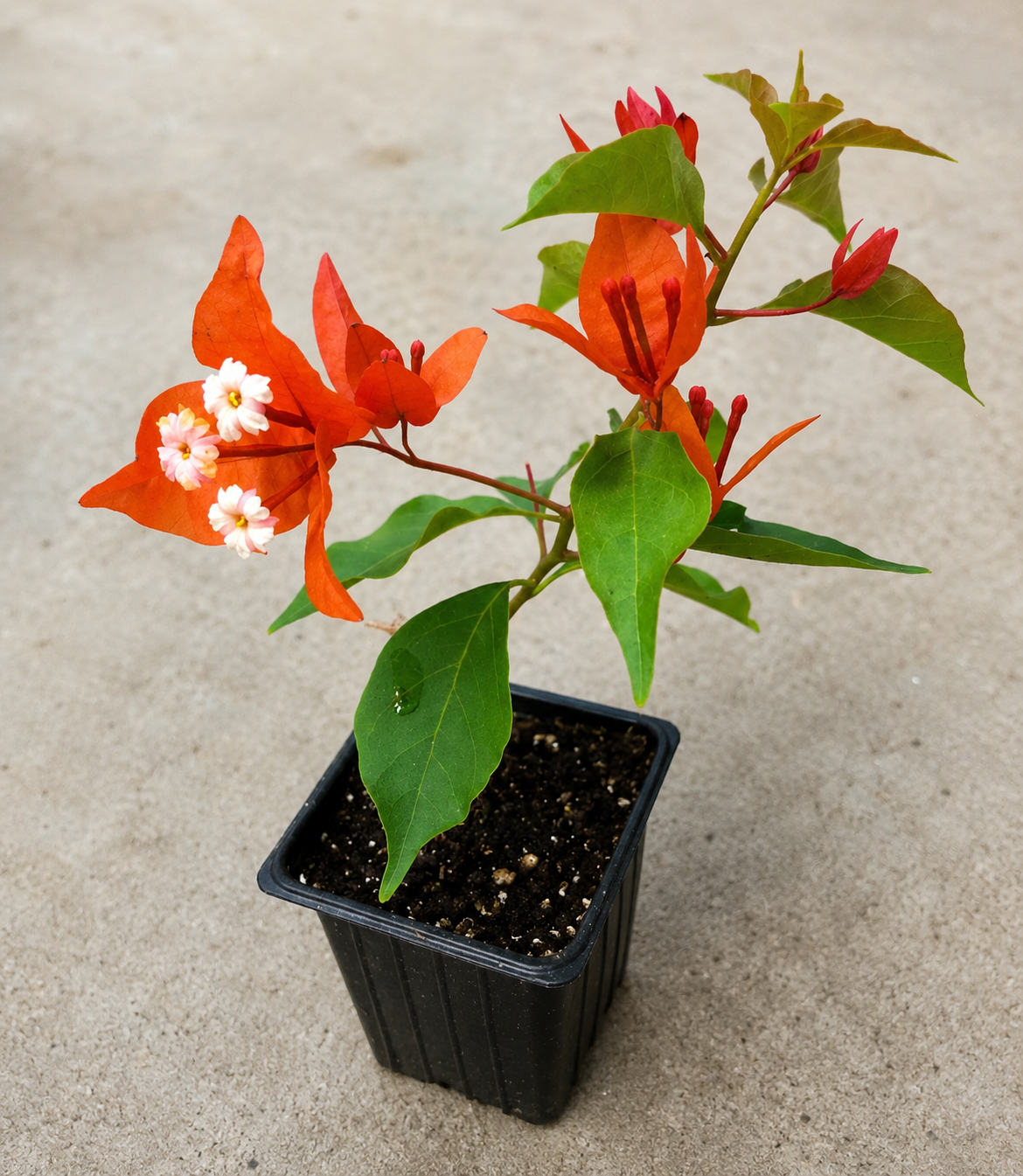 Flame Bougainvillea Live Plant 2.5" Pot – Bougainvillea 'Flame'