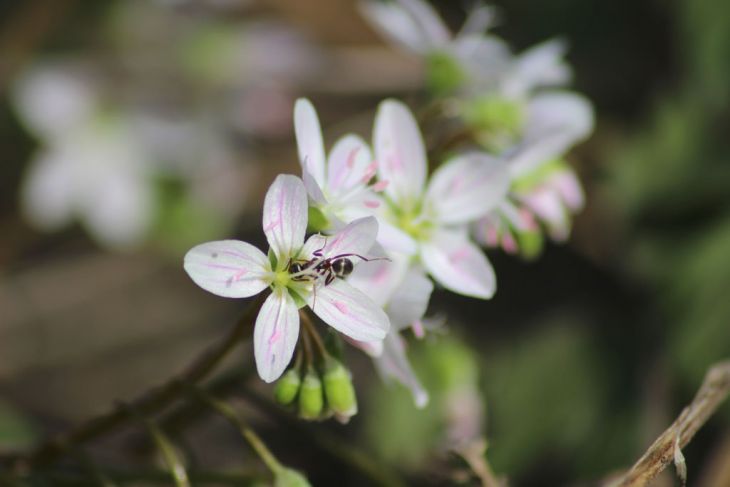 75 Claytonia virginica Seeds | Spring Beauty | Native Woodland Wildflower for Shade Gardens, Bees & Early Spring Blooms