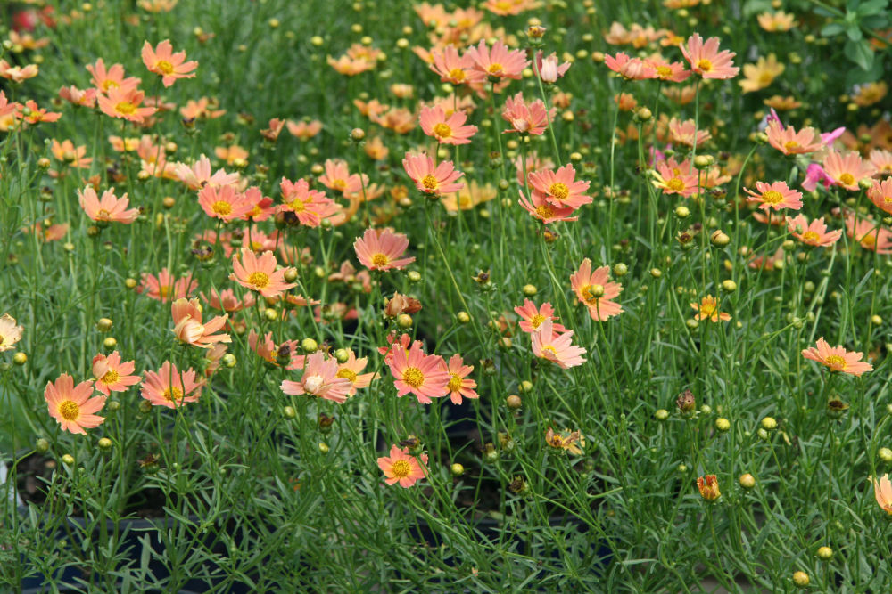Creme Caramel Tickseed 1 Live Plant – Coreopsis verticillata ‘Novcorcar’ – 1 Gallon Pot