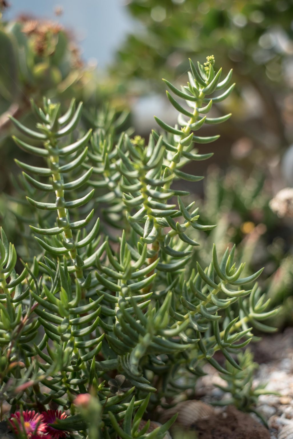 Mini Pine Tree Succulent - Crassula Tetragona