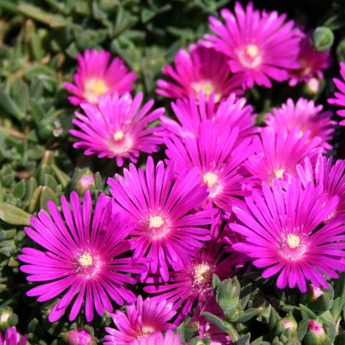 10x Magenta Ice Plant Cuttings | Delosperma cooperi | Hardy Succulent Ground Cover | Drought Tolerant, Fast Growing, Bright Blooms