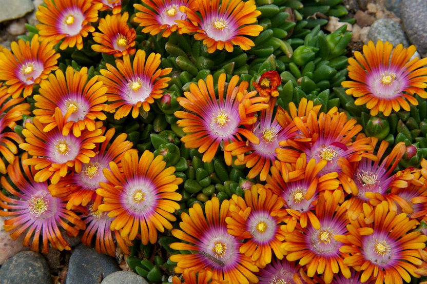 Fire Spinner Bicolor Ice Plant 1 Live Plant – 4-Inch Pot – Delosperma ‘Fire Spinner’