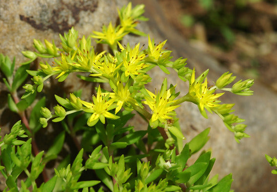 10 Sedum Cuttings | Stonecrop Succulent | Unrooted Groundcover Stems | Rock Garden, Container, Border, or Drought Landscaping