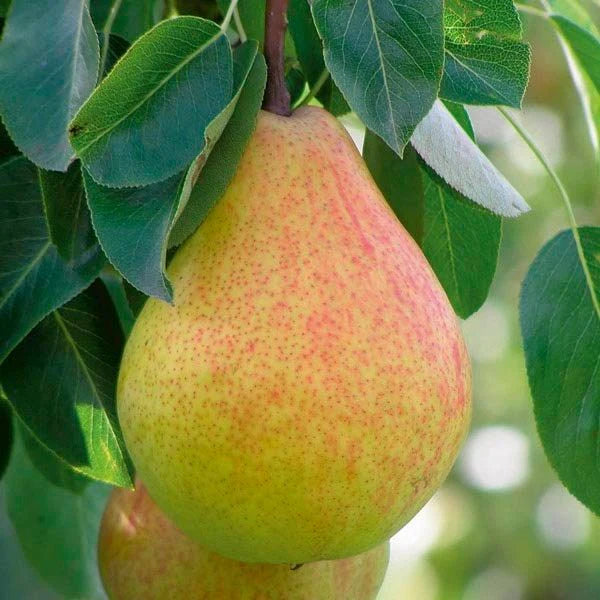 1 Live Ayers Sugar Pear Tree 1β2 Ft Bareroot | Sweet Juicy Fruit, Heirloom Variety, Cold Hardy, Ready to Plant
