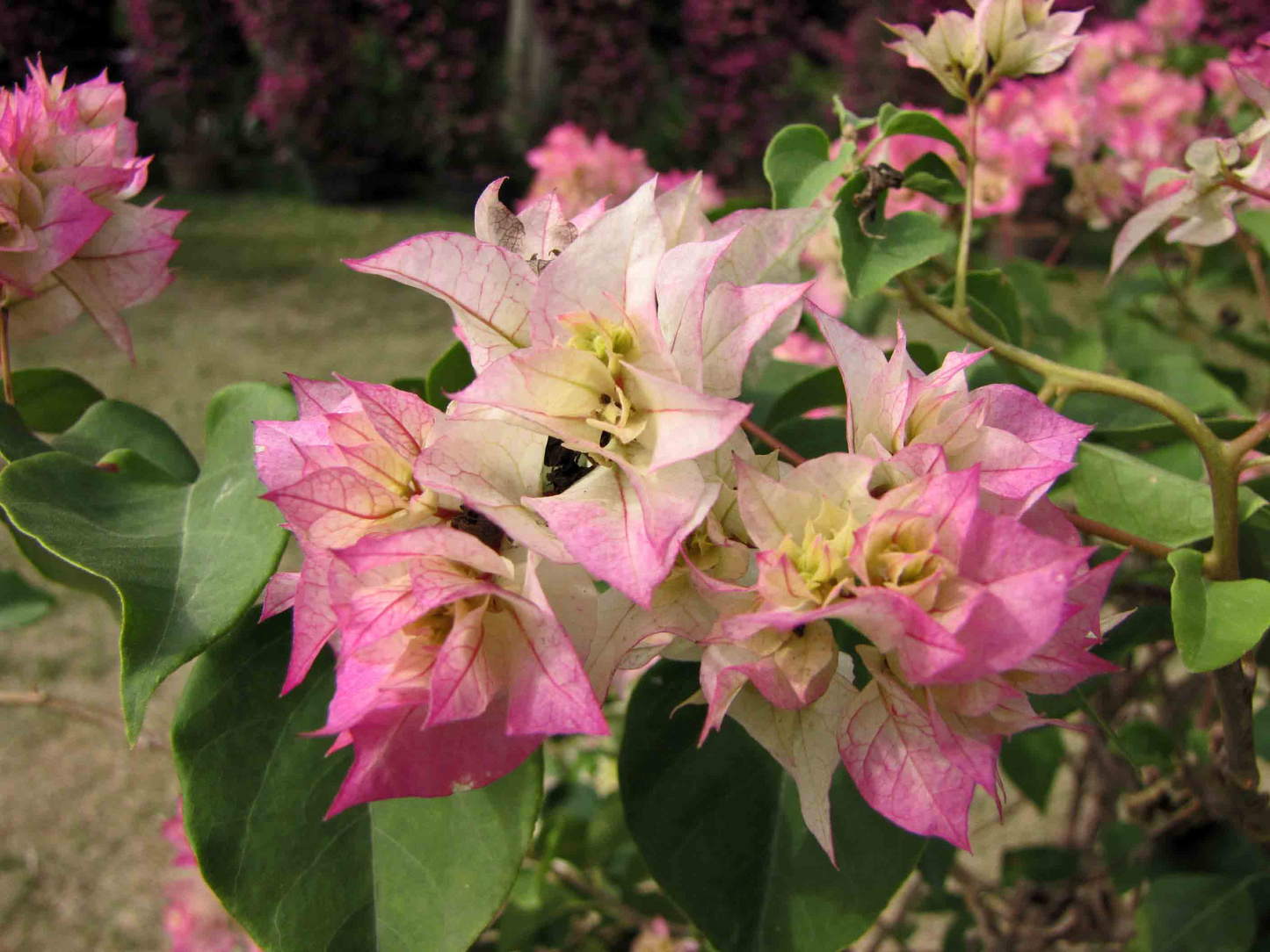 Cherry Blossom Bougainvillea Rooted Starter Plant – Live Plug Plant